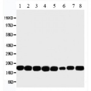 NM23A Antibody