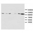 NMDAR1 Antibody