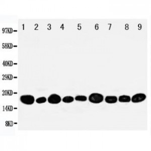 NME2 Antibody