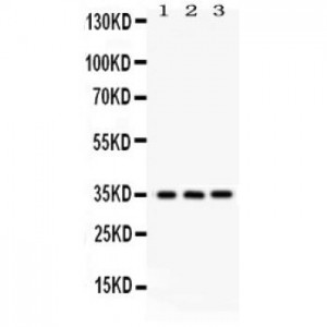 NMI  Antibody