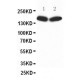 nNOS(neuronal) Antibody