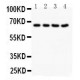 NOX1 Antibody