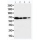 NOX2/gp91phox Antibody