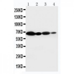 NOX2/gp91phox Antibody