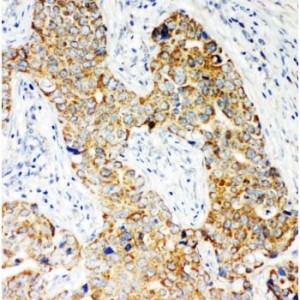 NOX5 Antibody