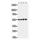 NRF1 Antibody