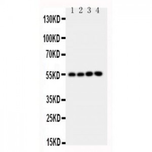 NRF1 Antibody