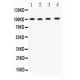 Nrf2  Antibody