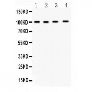 Nrf2  Antibody