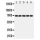 Nrf2 Antibody