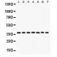 Nucleophosmin  Antibody