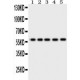 Occludin Antibody