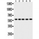 Occludin Antibody