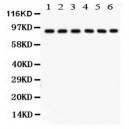 Oct-1  Antibody