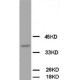 OPCML Antibody