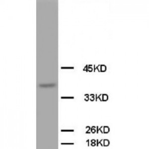 OPCML Antibody