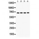 Optineurin  Antibody