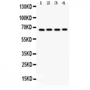 Optineurin  Antibody