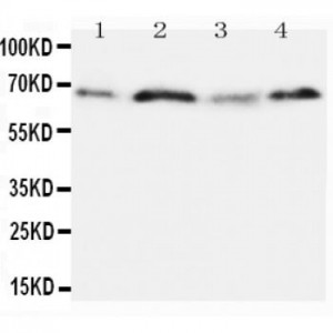 Osteopontin Antibody