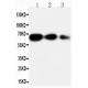 Osteopontin Antibody