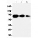 Osteopontin Antibody