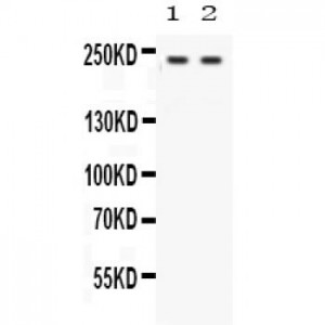 Otoferlin  Antibody