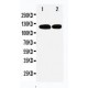 p107 Antibody