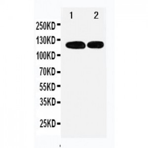 p107 Antibody