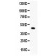 P2X5  Antibody