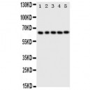 p63 Antibody