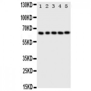 p63 Antibody