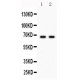 Parkin  Antibody