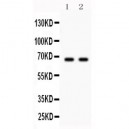 Parkin  Antibody