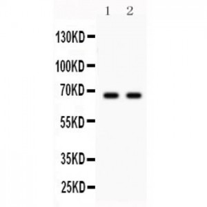 Parkin  Antibody