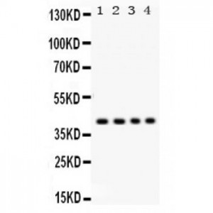 Parvin alpha  Antibody