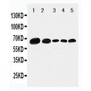 Paxillin Antibody