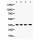 PBK  Antibody