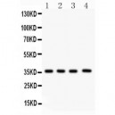 PBK  Antibody