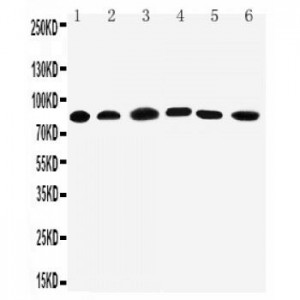 PC1/3 Antibody