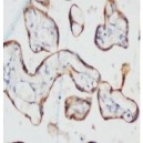 PCK Antibody (monoclonal)