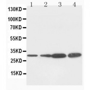 PCNA Antibody (monoclonal)