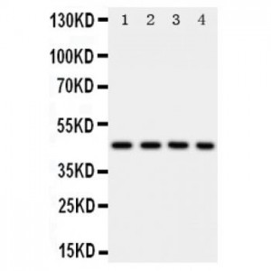 PDK2 Antibody