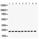 Peroxiredoxin 1  Antibody