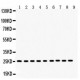 Peroxiredoxin 3  Antibody