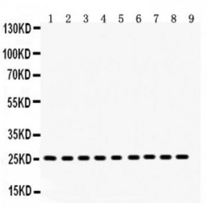 Peroxiredoxin 3  Antibody