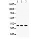 Peroxiredoxin 4  Antibody