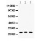 Peroxiredoxin 5  Antibody