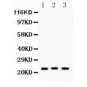 Peroxiredoxin 5  Antibody