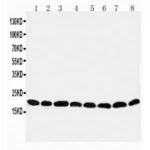 Peroxiredoxin 5 Antibody