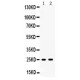 Peroxiredoxin 6  Antibody